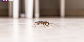 Mon appartement est infesté de cafards, quelles solutions adopter ? 20 Mon appartement est infesté de cafards, quelles solutions adopter ?