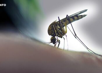 Moustiques : pourquoi certaines peaux les attirent-elles davantage ?