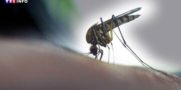 Moustiques : pourquoi certaines peaux les attirent-elles davantage ?