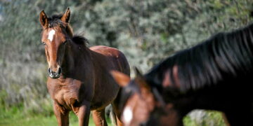 Chevaux musclés, vaches à poils ras… L&rsquo;édition génomique fait des vagues.